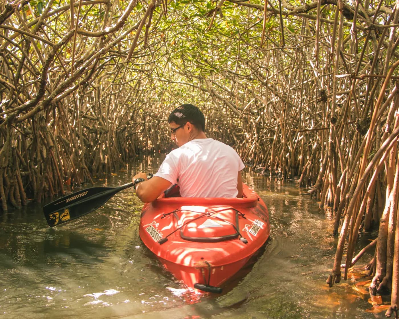 Mangrove tours