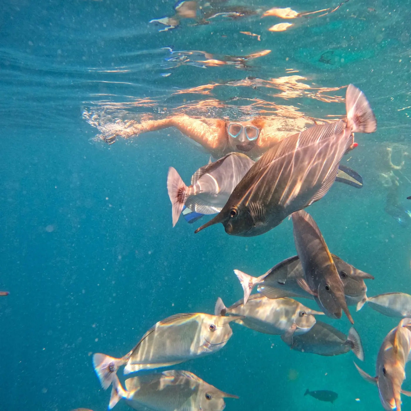 Snorkeling